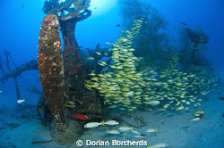 A Coral Cod at the "Deep Pete". by Dorian Borcherds 